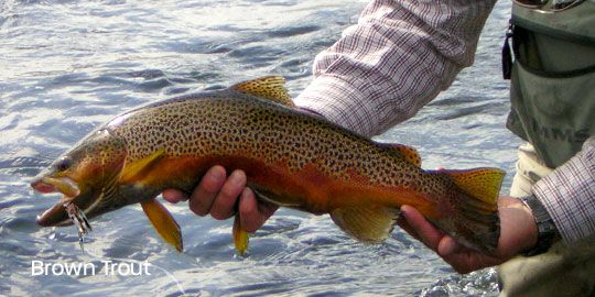 Fly Fishing Yellowston River Montana Brown Rainbow Trout