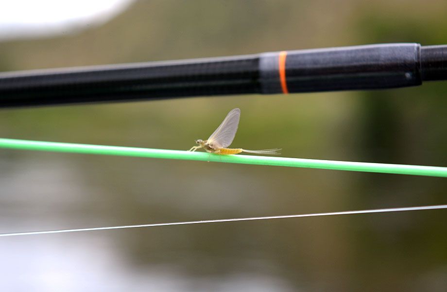 montana trout wranglers rod bug