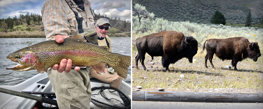 bozeman fly fishing guide trout bison