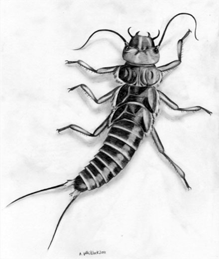 stonefly-sketch