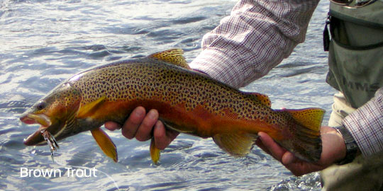 Fly Fishing Yellowstone River Montana Brown Trout