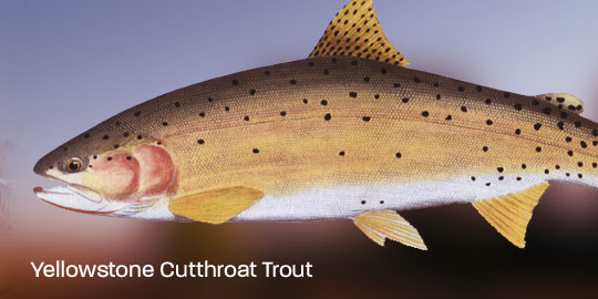 Fly Fishing Yellowstone River Montana Cutthroat Trout