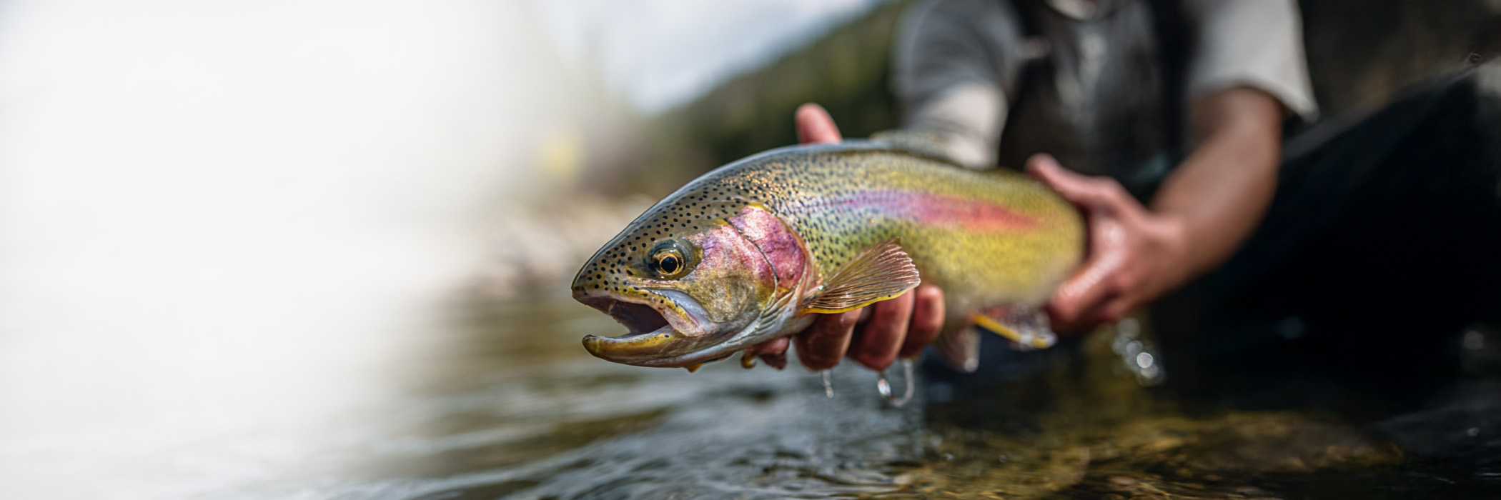 montana fly fishing guide missouri madison yellowstone gallatin rivers bozeman