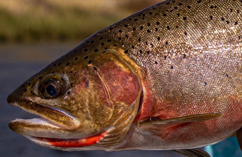 montana trout wranglers fish